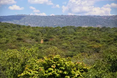 Iringa
